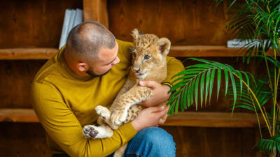 Por qué no es bueno tener un león como mascota