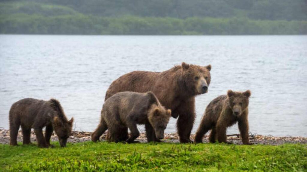 Mujer que peleó contra un oso ganó gracias a su perro