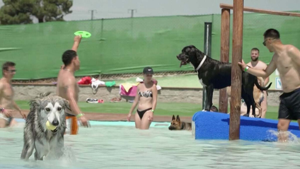 Parque acuático de Cataluña mitiga el calor de los perros