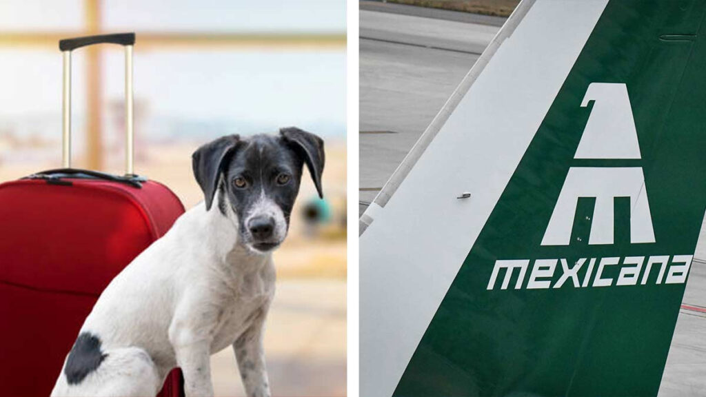 Mexicana de Aviación descuentotransportación mascotas