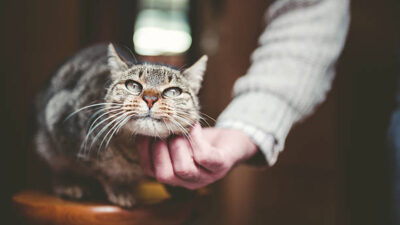 Santuario de gatos en Reino Unido, un hogar de michis viejitos