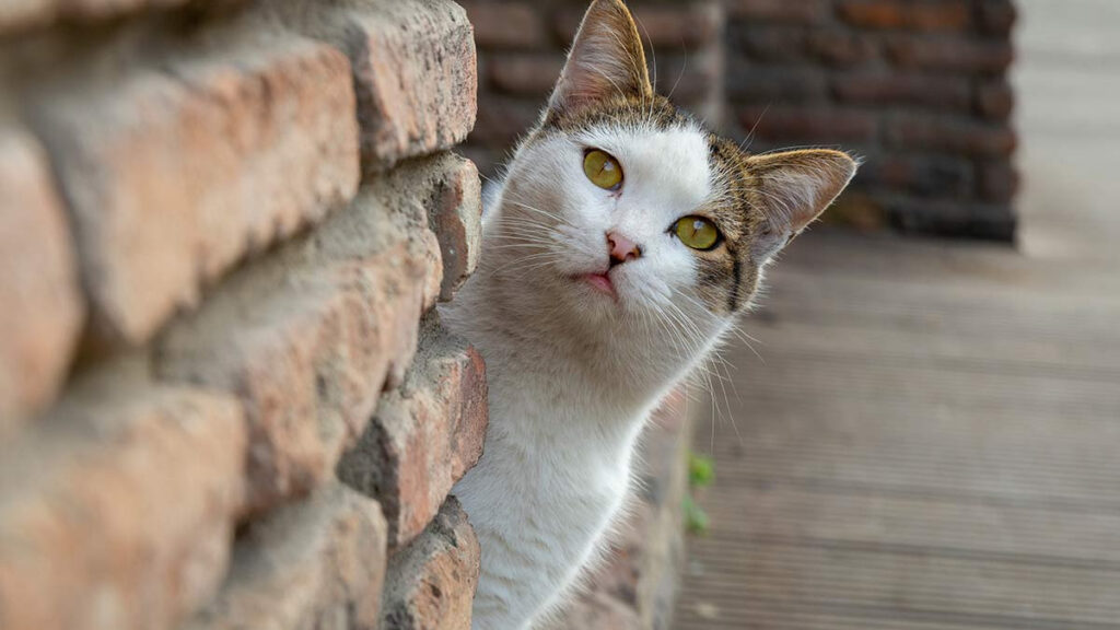 ¿A dónde van los gatos cuando salen de su casa?