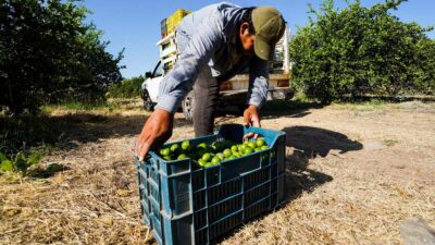 Michoacán: limoneros retoman actividades en Apatzingán