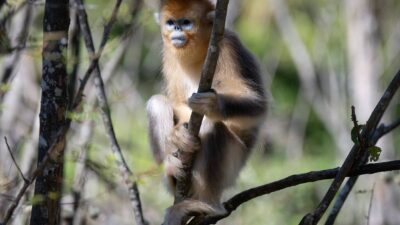 protección exitosa de monos dorados en China