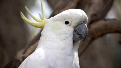 Alimenta a cacatúa y ésta llama a toda su “bandita”; mujer se arrepiente