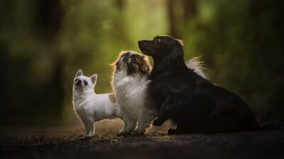 Mujer de 80 años muere defendiendo a los perros que paseaba de un asaltante