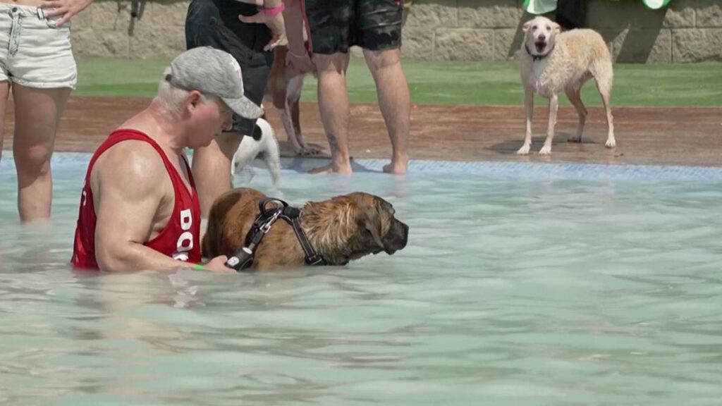 Parque acuático de Cataluña mitiga el calor de los perros