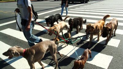 Paseador Perros