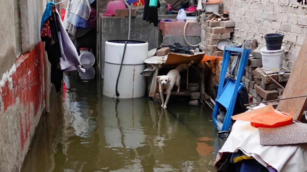 En medio de las inundaciones en Chalco, así viven las mascotas