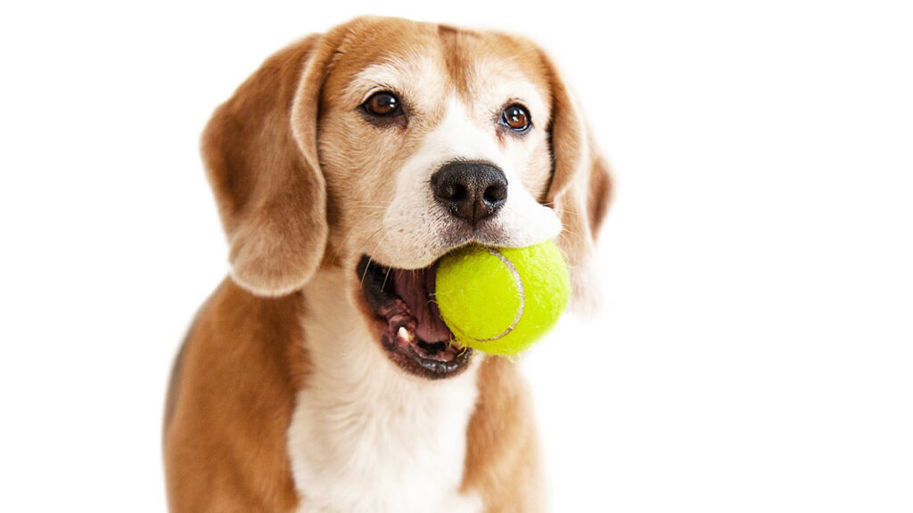 Perrito invita a la gente que pasa por la calle a jugar a la pelota desde su balcón