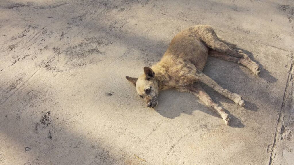 Captan a Policía Estatal atropellar a perrito.