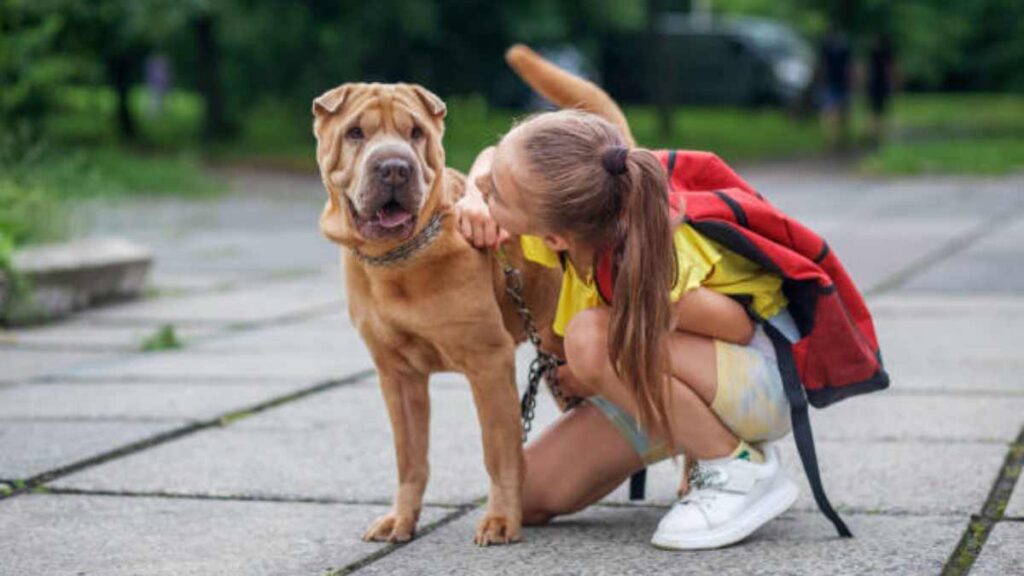 Regreso a clases afecta a tus mascotas; ve cómo prepararlas