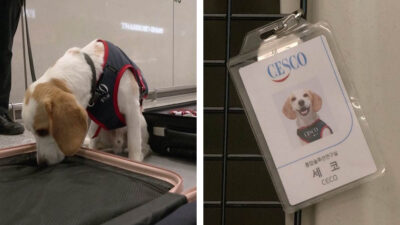 Usan perro rastreador para detectar chinches en Corea del Sur después de los Juegos Olímpicos Paris 2024