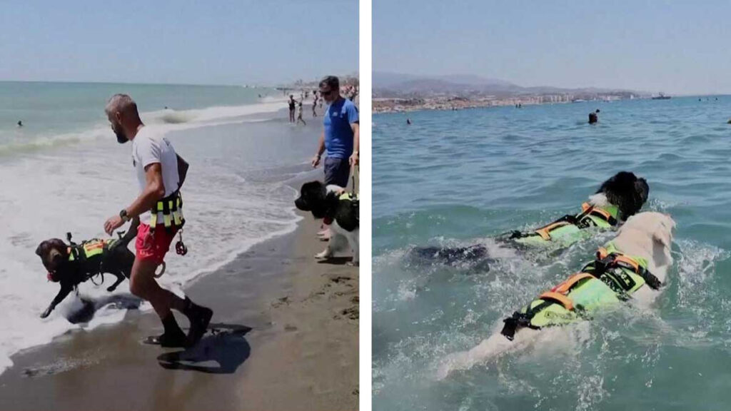 Perros son entrenados para salvar vidas en playas españolas