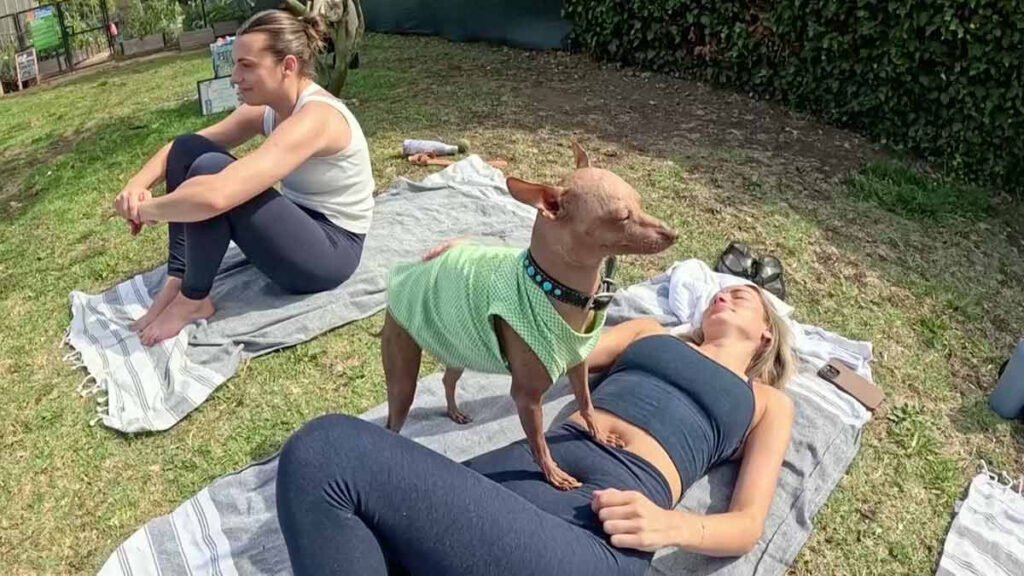 Perros Yoga A