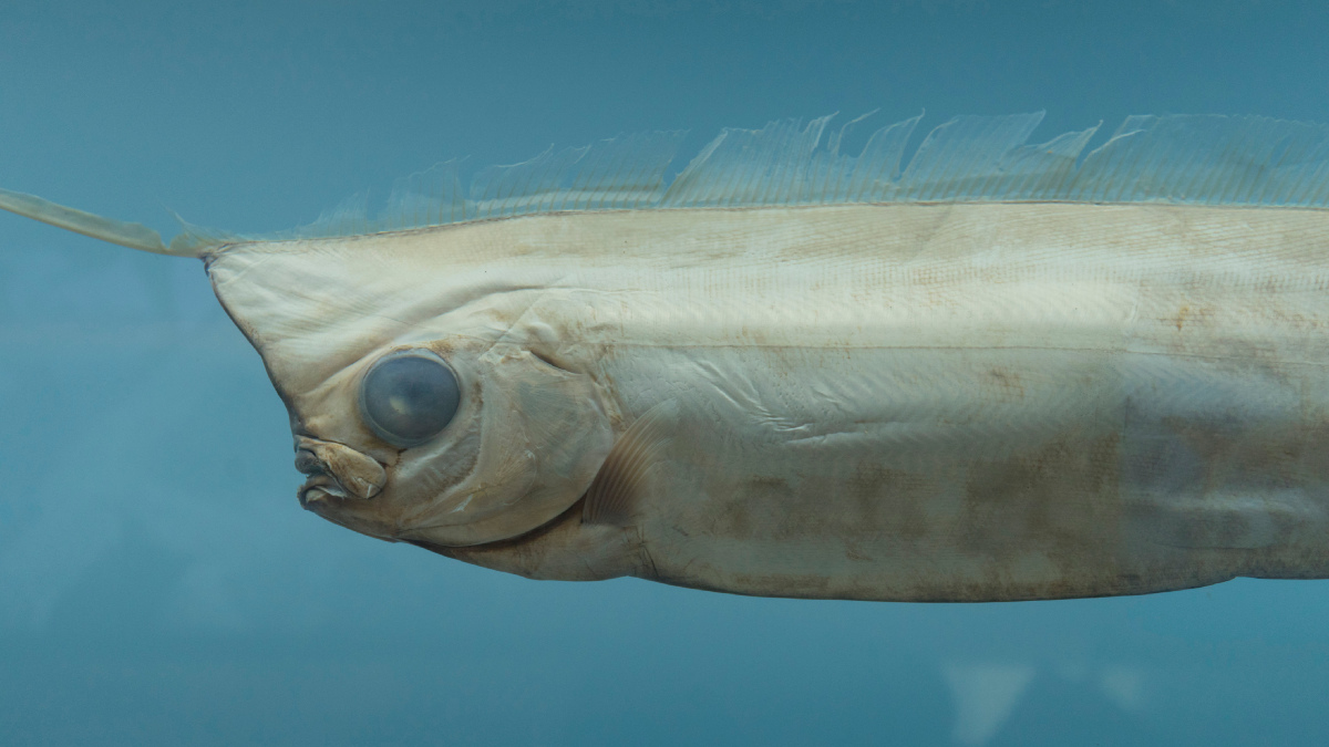 “Doomsday fish” appears floating on the coast of San Diego; video