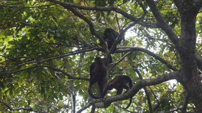 Monos araña invadieron hotel en Playa del Carmen.