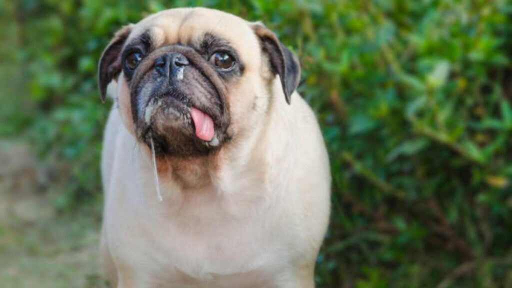 Cómo proteger a tus mascotas de las enfermedades respiratorias