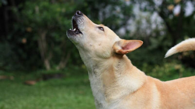 qué significan aullidos perros