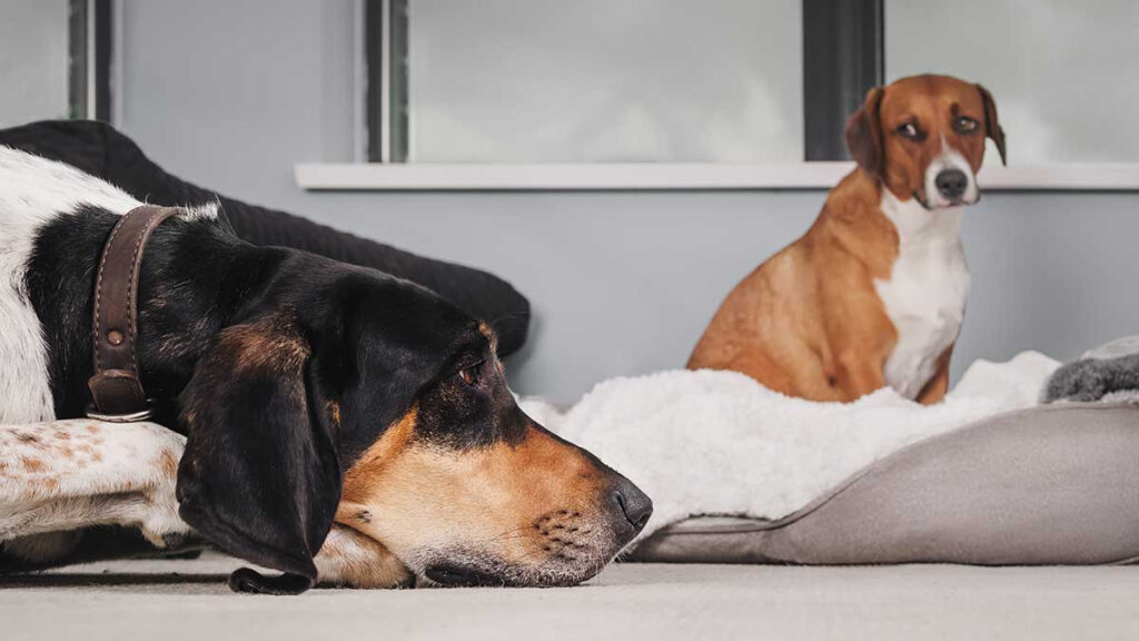 Reunión de perritos antisociales; sus dueños los llevaron a convivir, pero el resultado no fue lo que esperaban