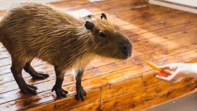 Rusia abrirá cafetería donde podrás convivir con capibaras