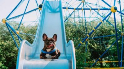 Parque acuático de Cataluña mitiga el calor de los perros