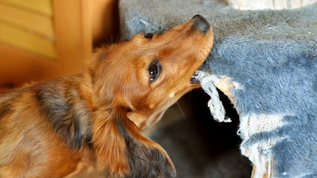 ¿Tu perro se come todo? Tal vez padezca trastorno de pica, conoce los síntomas y su tratamiento