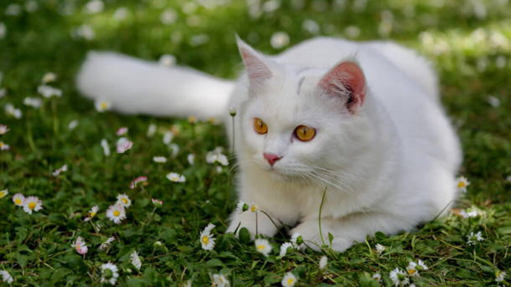 Horóscopos: qué raza de gato serías, según tu signo zodiacal