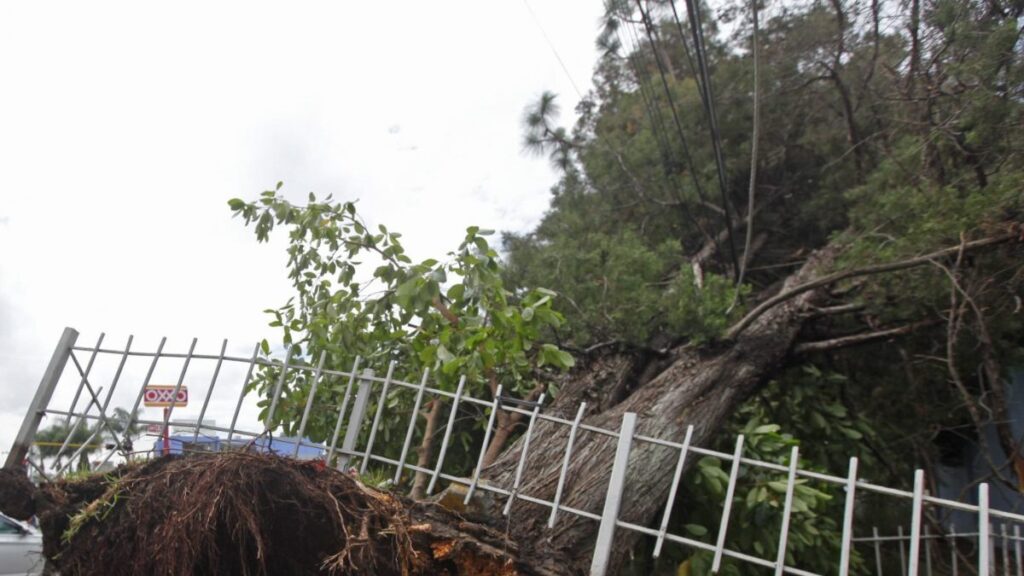 Árboles caídos en Naucalpan