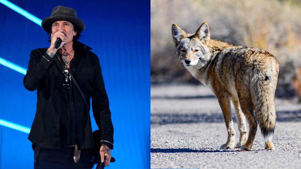 Perra de Tommy Lee fue atacada por un coyote; aquí el video