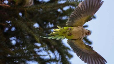 Fiebre del loro: hallan amenaza zoonótica en Chile