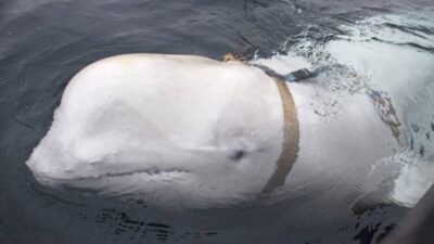 BALLENA BLANCA ESPIA