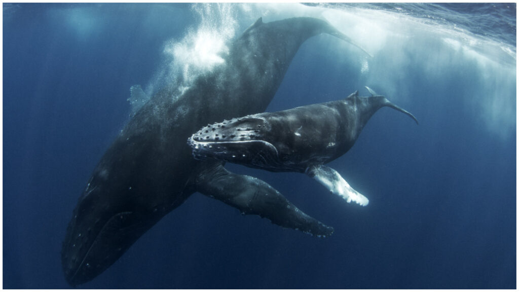 Identifican nuevo canto de ballena en miles de horas de grabaciones con ayuda de la IA