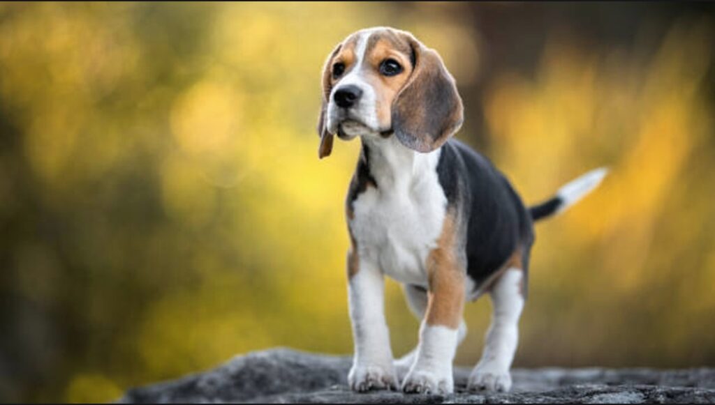 Beagle