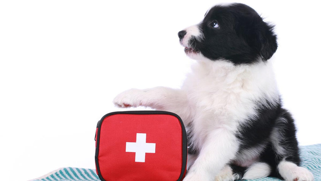 ¿Qué debe contener una mochila de emergencia para mascotas?