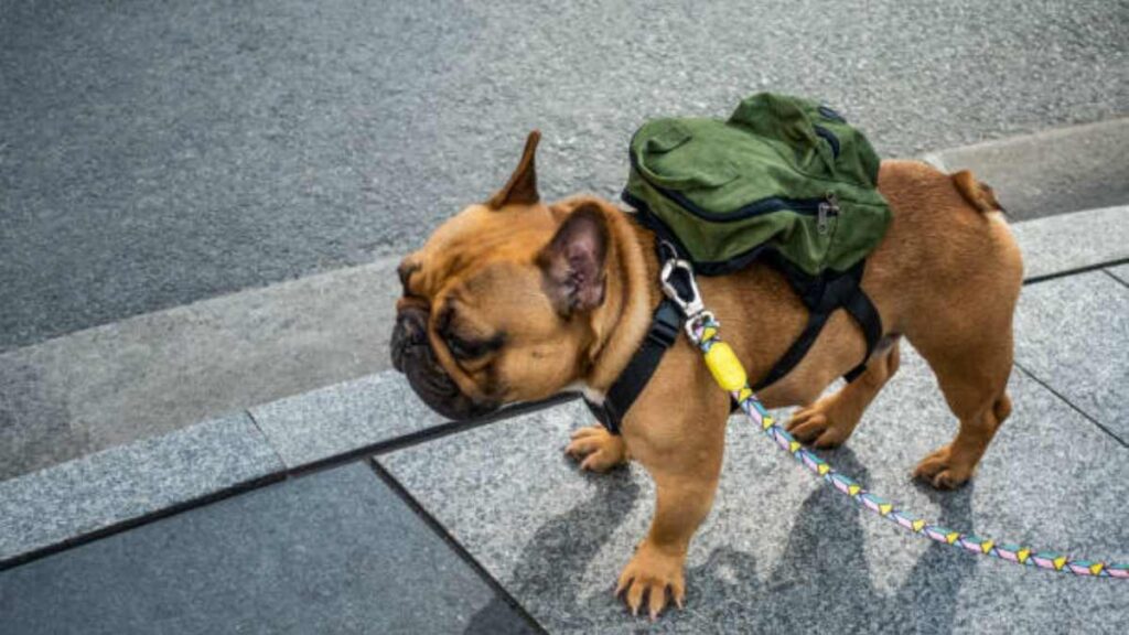 ¿Qué debe contener una mochila de emergencia para mascotas?