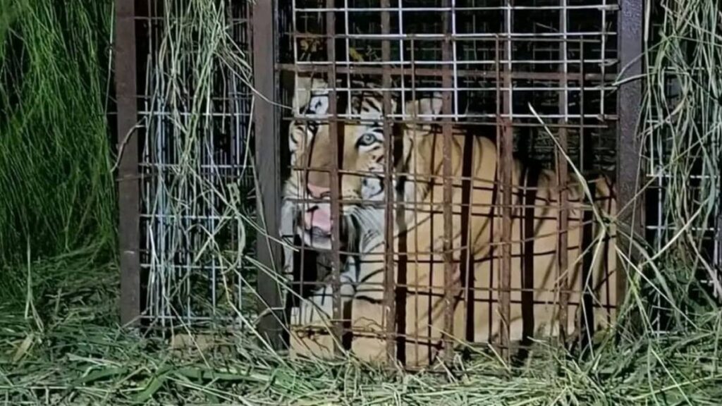 Capturan a tigre que escapó del zoológico Quintana Fauna, en Reynosa, Tamaulipas; ¿cómo lo atraparon?