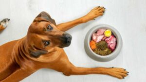 ¿Debo darle sobras de comida a mi perro?