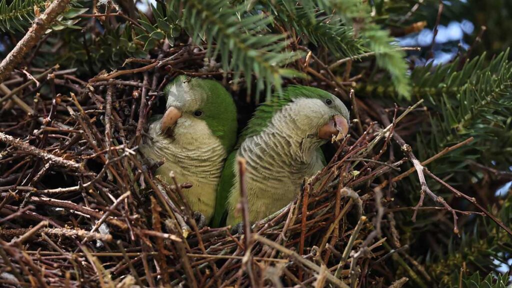 Fiebre del loro: hallan amenaza zoonótica en Chile