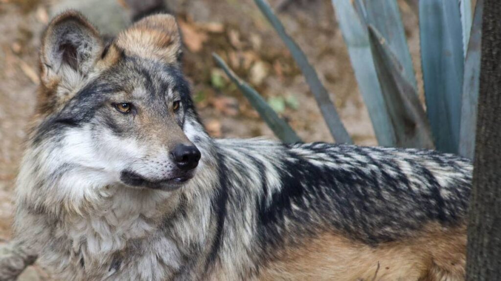 El lobo mexicano será apoyado con el fideicomiso pro-zoológicos