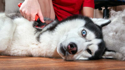 Cuándo mudan de pelo los perros y cuánto tardan