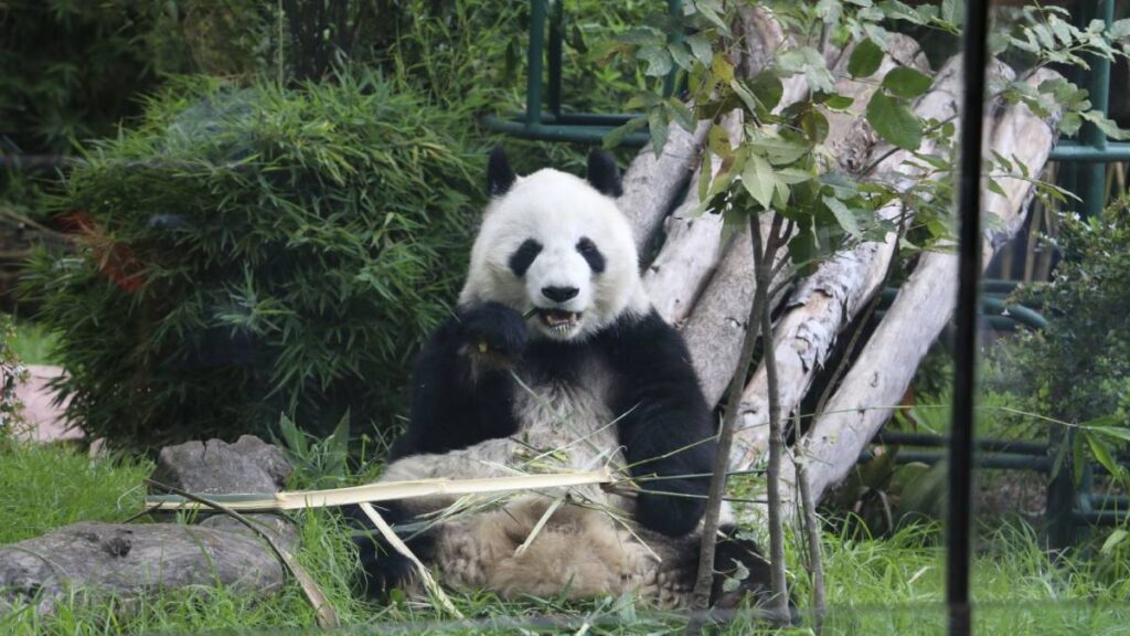 Kelembutan telah diambil! Panda menyerang penjaga kebun binatang