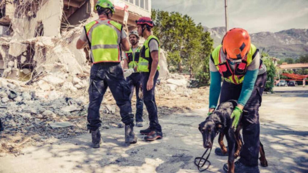 ¿Qué hacer con tu mascota en caso de sismo?