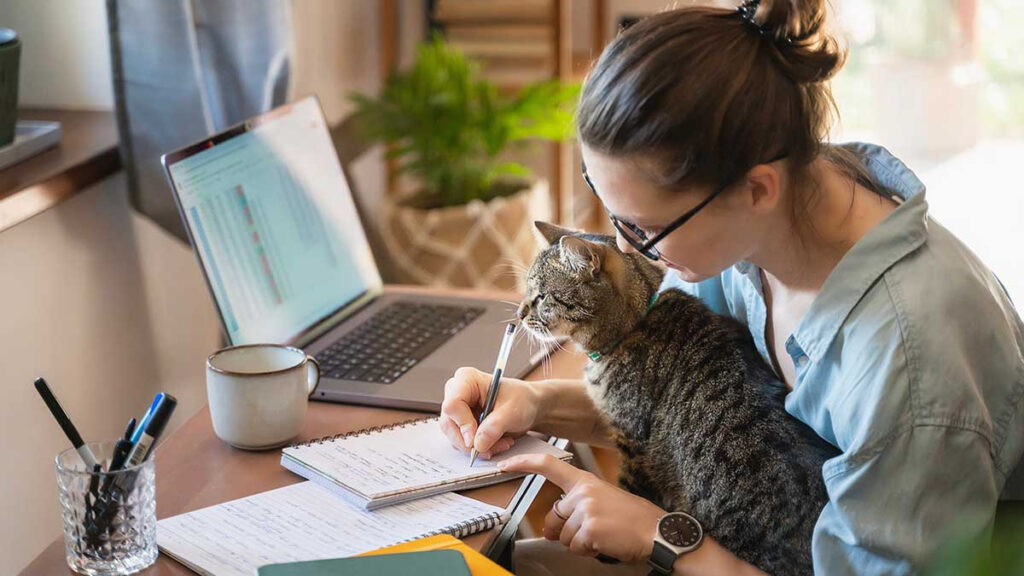 Universitarios estudian mejor en compañía de los gatos