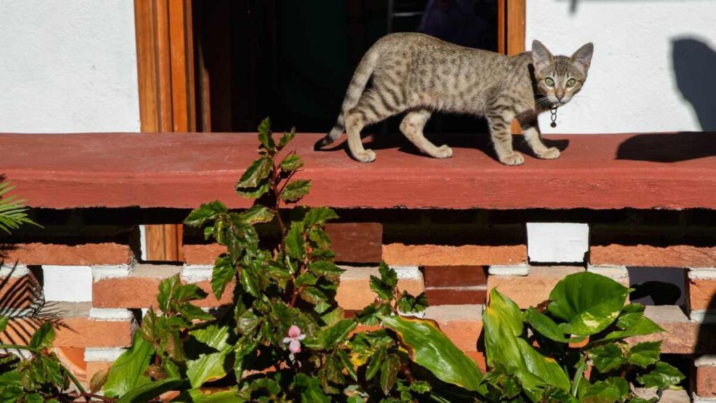 Michigan, el albergue para gatos en la CDMX