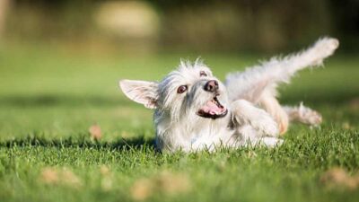 ¿Por qué mi perro se revuelca en caca?