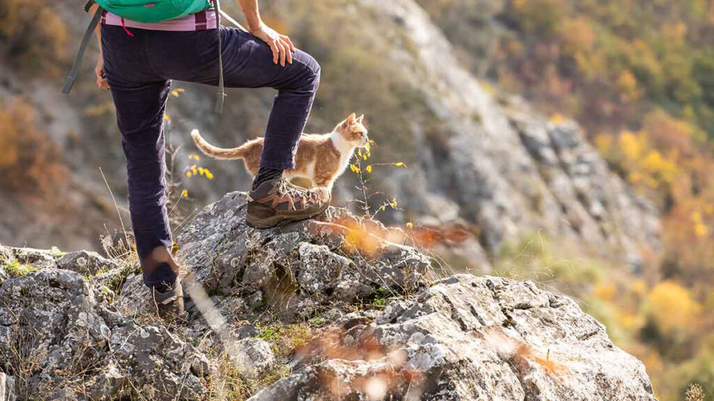 Louis el primer gato que escalar las 3 montañas más altas de Reino Unido