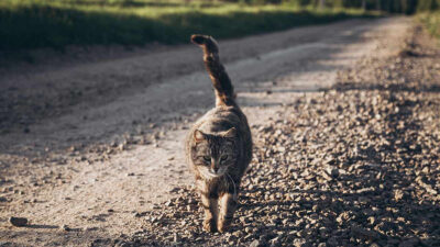 Un gato extraviado caminó más de 1000 km para volver a casa y nadie sabe cómo lo logró