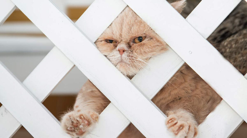 Gato obeso trata de escapar de clínica de adelgazamiento y queda atascado