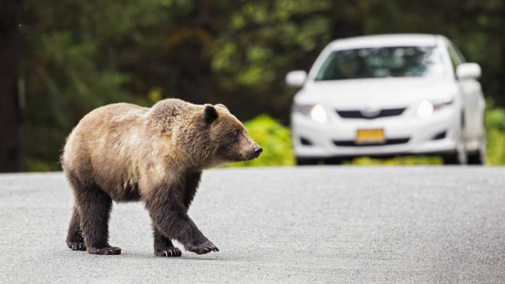 Graban a oso abriendo y subiéndose a un auto